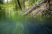 Licht durchflutetet Unterwasser-Vegatation des Spreewaldfliess in Strömungsrichtung. Zur Hälfte über Wasser, zur Hälfte unter Wasser, Biosphärenreservat, Schlepzig, Brandenburg, Deutschland
