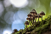 Group of small mushrooms with lamellae on a trunk of a tree covered with moss. Bokeh and light reflexions in the background, biosphere reserve, Schlepzig, Brandenburg, Germany