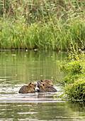 Nutrias sitzen in einem Teich vor ihrem Erdbau am Ufer und spielen, Biosphärenreservat, Schlepzig, Brandenburg, Deutschland