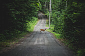 Baby Deer Crossing Rural Road