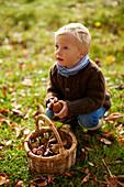 Boy, age 5, collecting chestnuts, Uffing, Staffelsee, Upper Bavaria, Bavaria, Germany