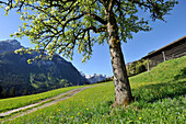 Hay barn in the Valley of Lesach, view to the Karnischer Kamm, East Tyrol, Austria