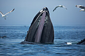 Humpback whale Megaptera novaeangliae at the surface of the water, Massachusetts, United States of America