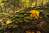 Lichen covered fallen log along the Track and Tower trail in Algonquin Park in autumn, Ontario, Canada