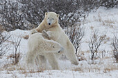 Polar bears ursus maritimus sparring in the snow during winter near Churchill, Manitoba, Canada