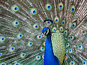 Peacock in full display mode attempting to attract a mate, Santa Cruz, Bolivia