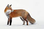Fox in the snow, Montreal, Quebec, Canada