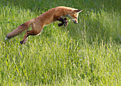 Fox jumping in a grass field, Montreal, Quebec, Canada