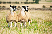 North of England mule lambs ready for sale, Cumbria, England