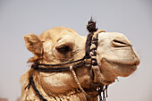 Camel, Petra, Jordan