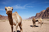 Camels, Wadi Rum, Jordan