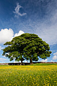 Sycamore tree on the edge of a traditional upland hay meadow, Cumbria, England