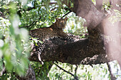 Leopard resting in tree in Lake Manyara National Park, Tanzania