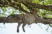 Leopard sprawled on tree limb near Ndutu, Ngorongoro Crater Conservation Area, Tanzania