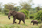 Female elephant followed by tiny calf in Ngorongoro Crater, Tanzania