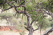 Leopard sprawled in tree in Tarangire National Park, Tanzania