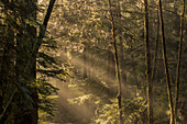 Sunlight streams through the rainforest of Naikoon Provincial Park which is on Haida Gwaii, British Columbia, United States of America