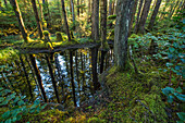 Small ponds adorn the landscape in the forests of Naikoon Provincial Park, Haida Gwaii, British Columbia, Canada