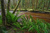 Haans Creek flows through the green rainforest near Sandspit, Haida Gwaii, British Columbia, Canada