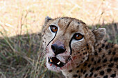 Cheetah, close up, Maasai Mara National Reserve, Kenya