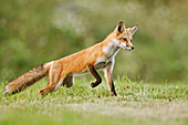Red fox vulpes vulpes walking on grass, Montreal, Quebec, Canada