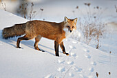 Red fox vulpes vulpes standing in the snow in winter, Montreal, Quebec, Canada