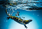 Salamander Caudata swimming in water, Tarifa, Cadiz, Andalusia, Spain