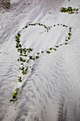 Beach vines with green leaves growing in the shape of a heart on light colored sand, United States of America