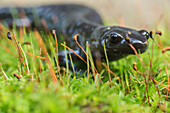 Blue-spotted salamander ambystoma laterale crawling over moss, Ontario, Canada