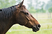 American Quarter horse, Vineland, Ontario, Canada