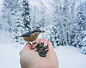 Red-breasted nuthatch Sitta canadensis eating sunflower seeds out of a hand in winter, Ontario, Canada
