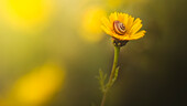 A snail in it's shell on a bright yellow flower, Sharon Valley, Israel