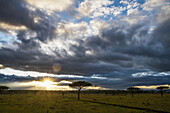 Acacia trees at sunrise, Mara Naboisho Conservancy, Kenya