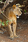 East African lioness Panthera leo nubica, Samburu National Park, Kenya