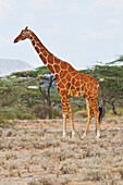 Reticulated giraffe Giraffa camelopardalis reticulata, Buffalo Springs National Reserve, Kenya