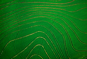 Agriculture - Aerial view of a rice field with levees  near Wynne, Arkansas, USA.