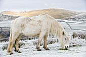 Livestock - White Fell pony on moorland in winter. Fell ponies are a hardy native breed, semi wild. They are normally brown, but there are a few white ones  Cumbria, England, United Kingdom.