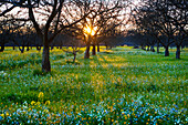 Agriculture - Dormant walnut orchard in Winter with the setting sun filtering through the trees and wildflowers growing on the orchard floor  Sacramento Valley, California, USA.