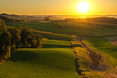 Agriculture - Rolling alfalfa fields and corn silage fields in late afternoon light with a farmstead in the distance  Southwest Wisconsin, USA.