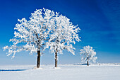 Frost-covered oak trees near Beausejour, Manitoba, Canada