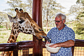 'Tourist feeding a Rothschild's giraffe Giraffa camelopardalis rothschildi at the Giraffe Centre; Nairobi, Kenya'