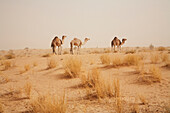 Camels In The Vicinity Of Timbuktu, Mali