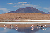 James's Flamingos Phoenicoparrus Jamesi Feeding On Laguna Ca