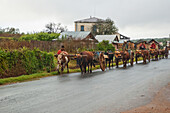 Bullock Car Carrying Wood On The Road Between Antananarivo & Ambositra, Antananarivo Province, Madagascar