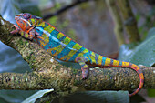 Panther Chameleon Furcifer Pardalis, Marozevo, Toamasina Province, Madagascar
