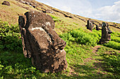 Moai By The Quarry In The Crater Of Rano Raraku Volcano, Rapa Nui Easter Island, Chile