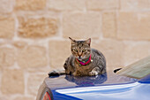 Cat Sunbathing On A Car, Mdina, Malta