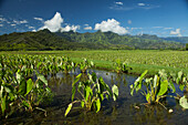 Taro growing in water, Hanalei Valley, Hanalei, Kauai, Hawaii, United States of America
