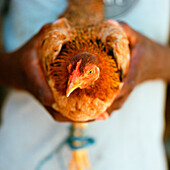 Close up of hands holding chicken