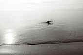 Bird swimming in ocean